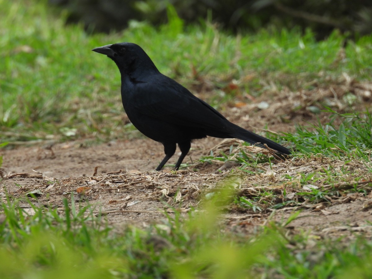 Scrub Blackbird - Aparajita Datta