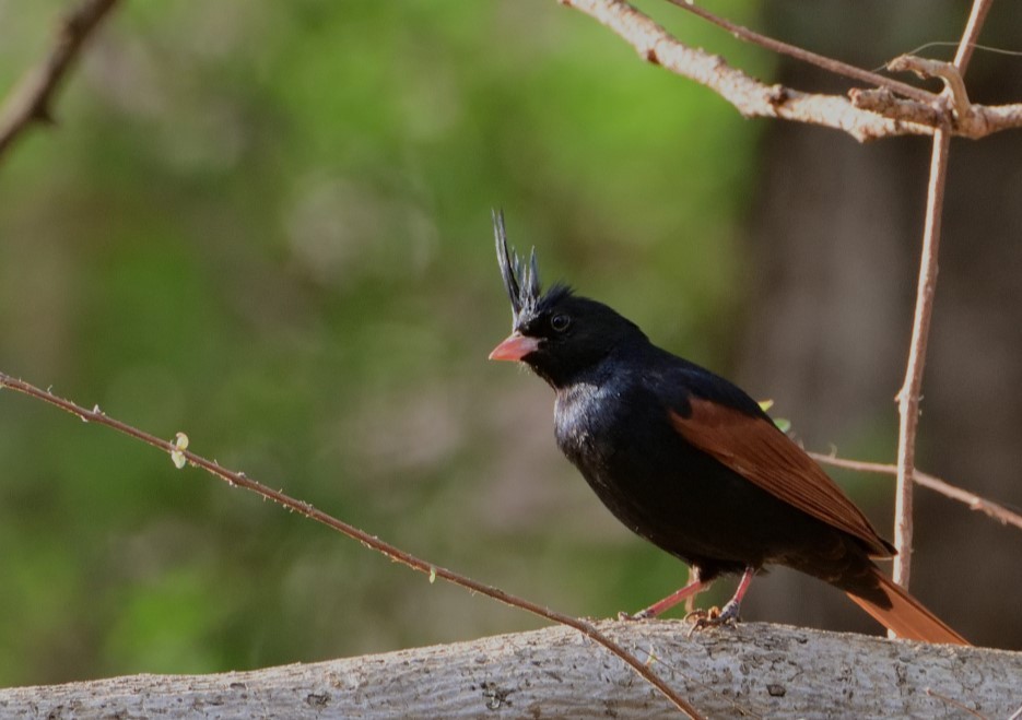 Crested Bunting - ML623471172