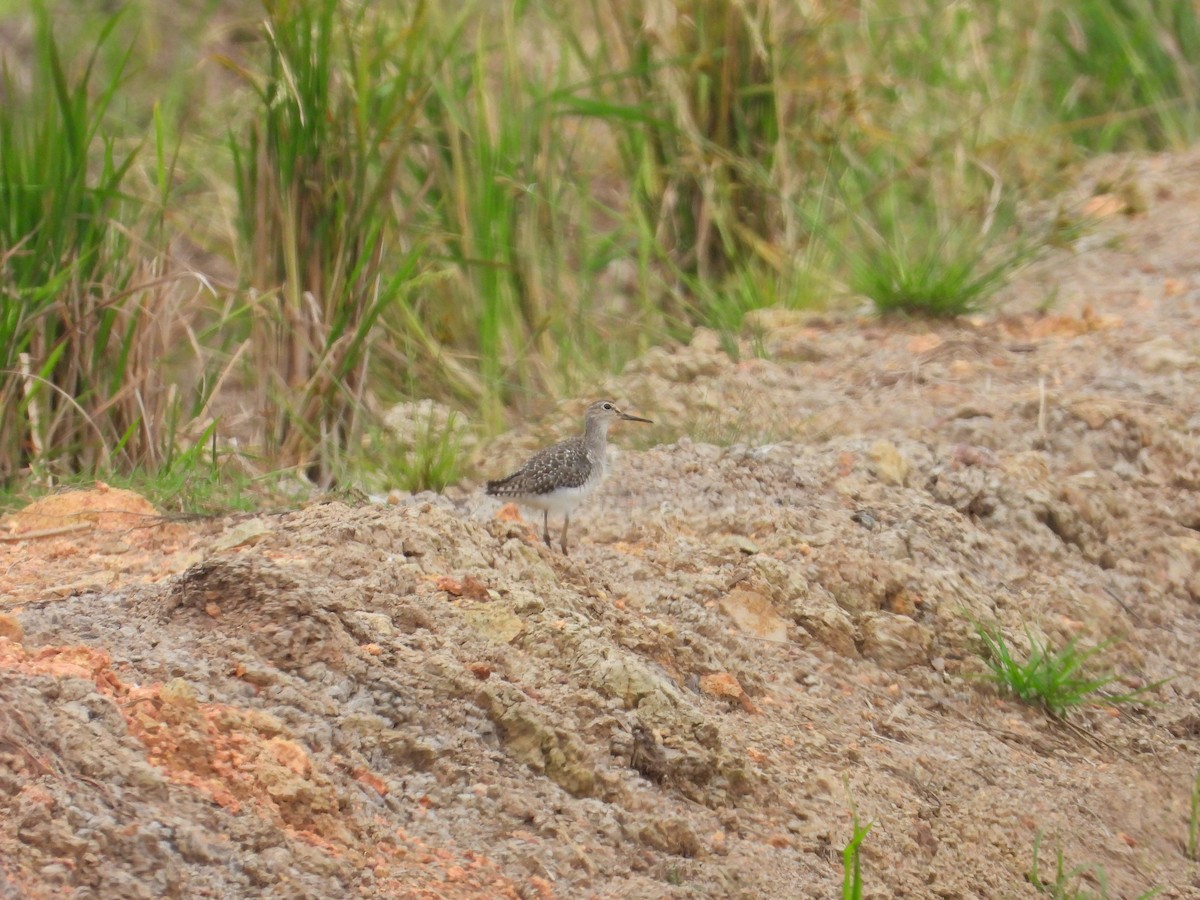 Wood Sandpiper - ML623471175