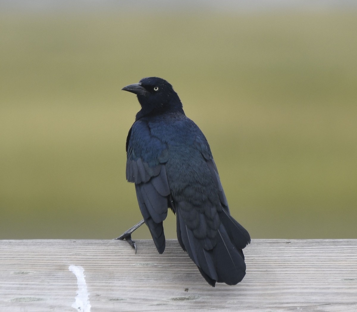 Boat-tailed Grackle - ML623471190