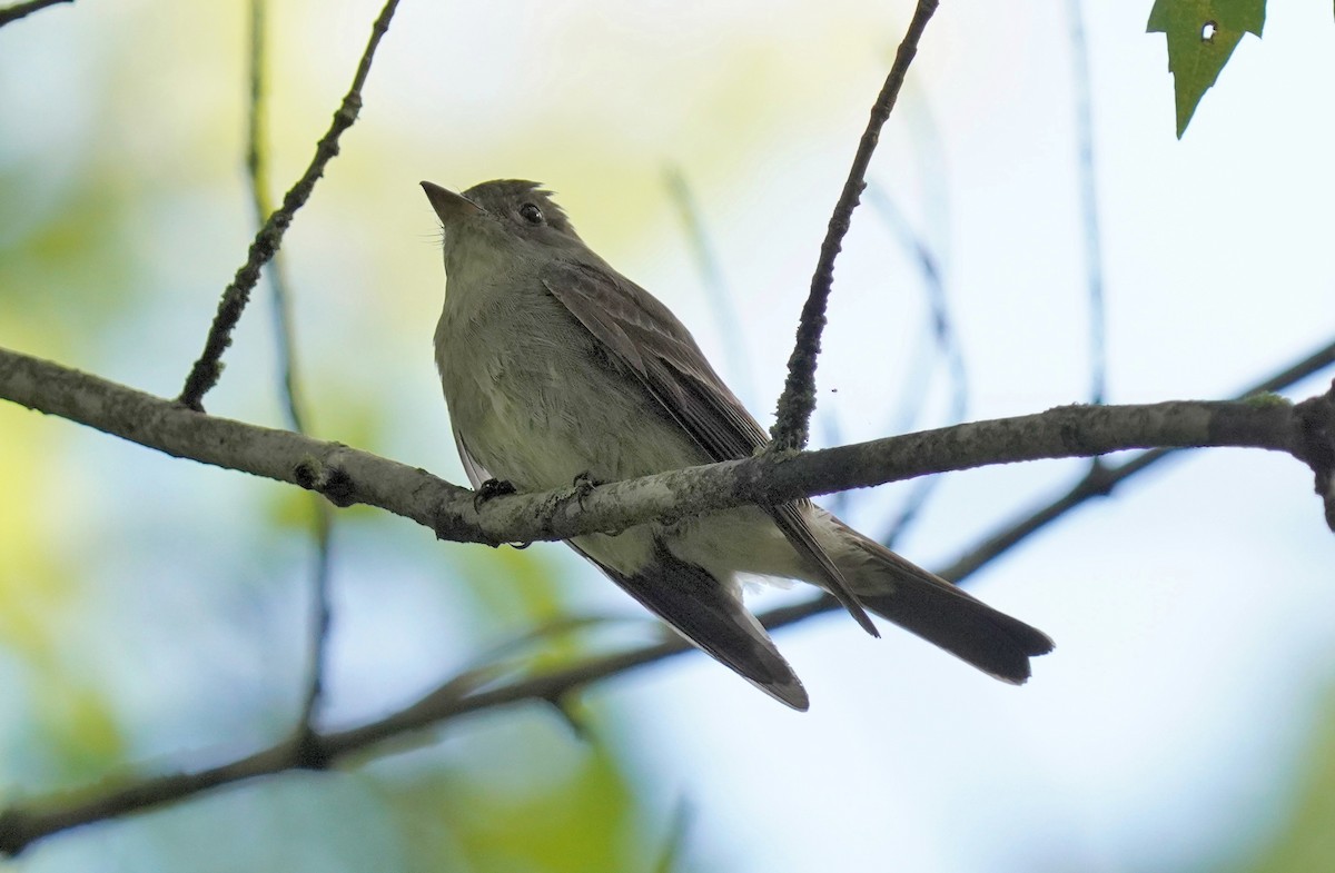 Eastern Wood-Pewee - ML623471207