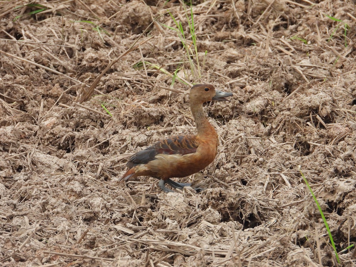 Dendrocygne siffleur - ML623471220