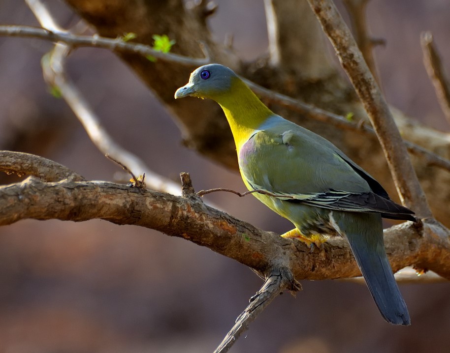 Yellow-footed Green-Pigeon - ML623471224