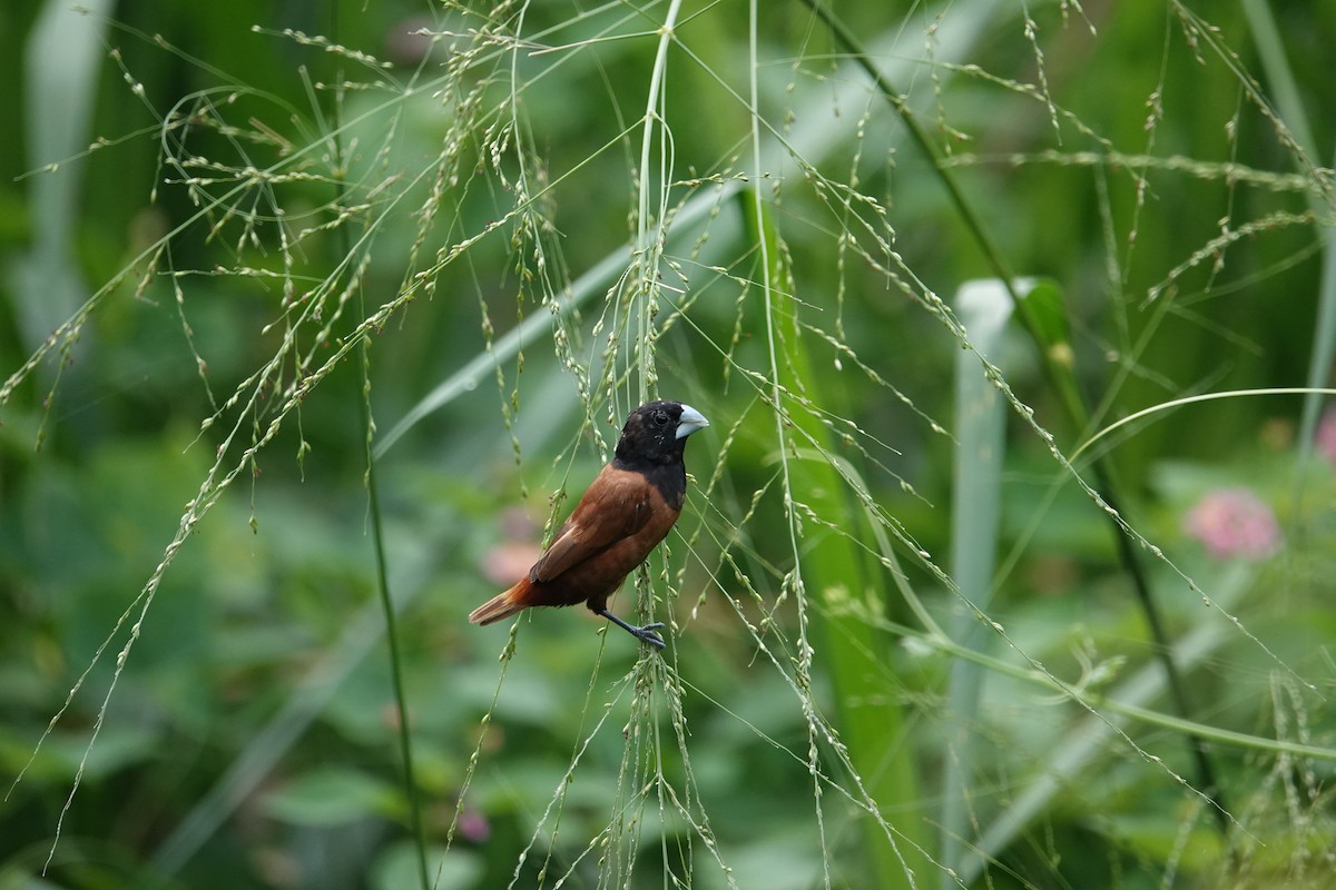 Chestnut Munia - ML623471227