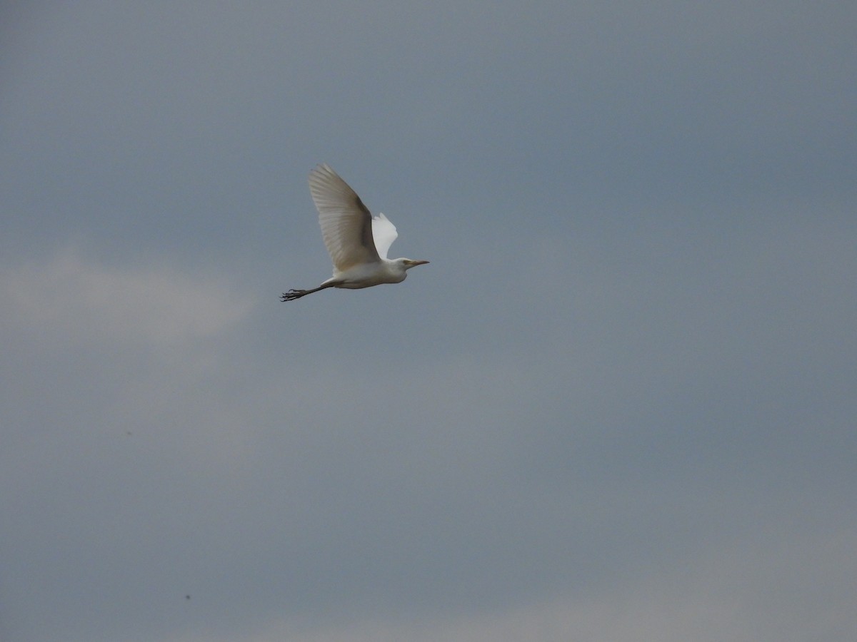 Eastern Cattle Egret - ML623471232