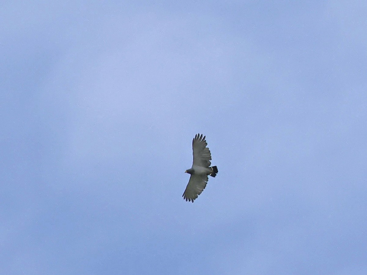 Barred Hawk - ML623471299