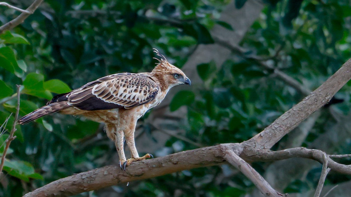 Changeable Hawk-Eagle (Crested) - ML623471348
