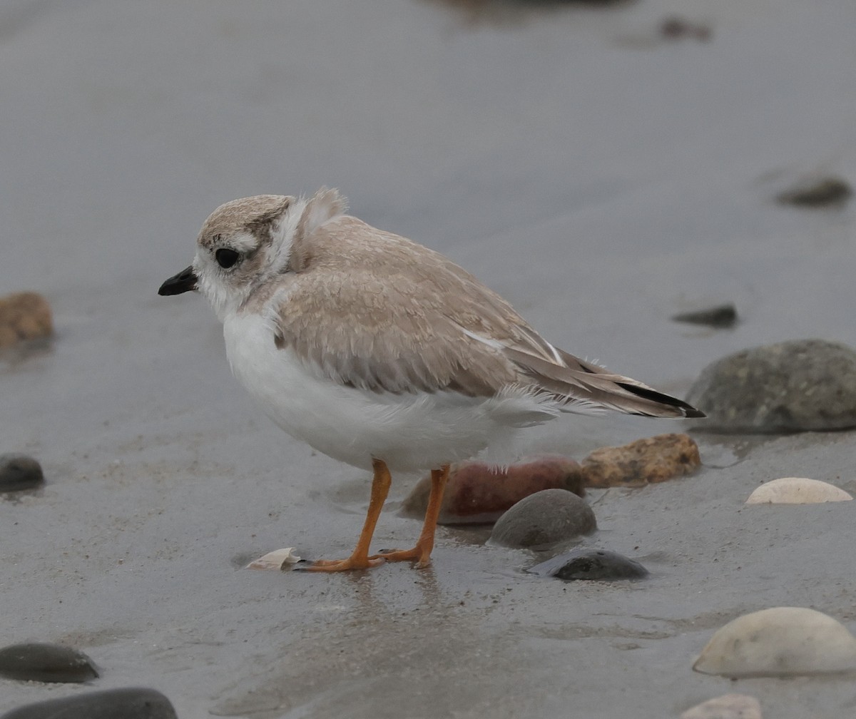 Piping Plover - ML623471448