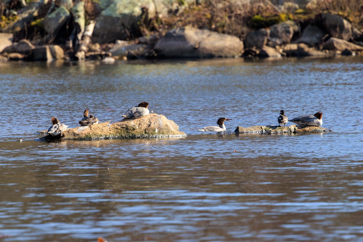 Common Merganser - ML623471497