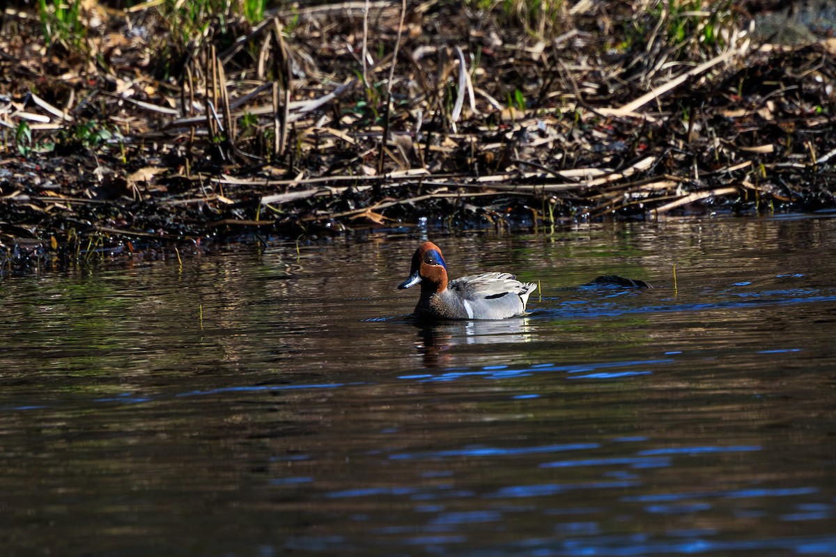 Green-winged Teal - ML623471535