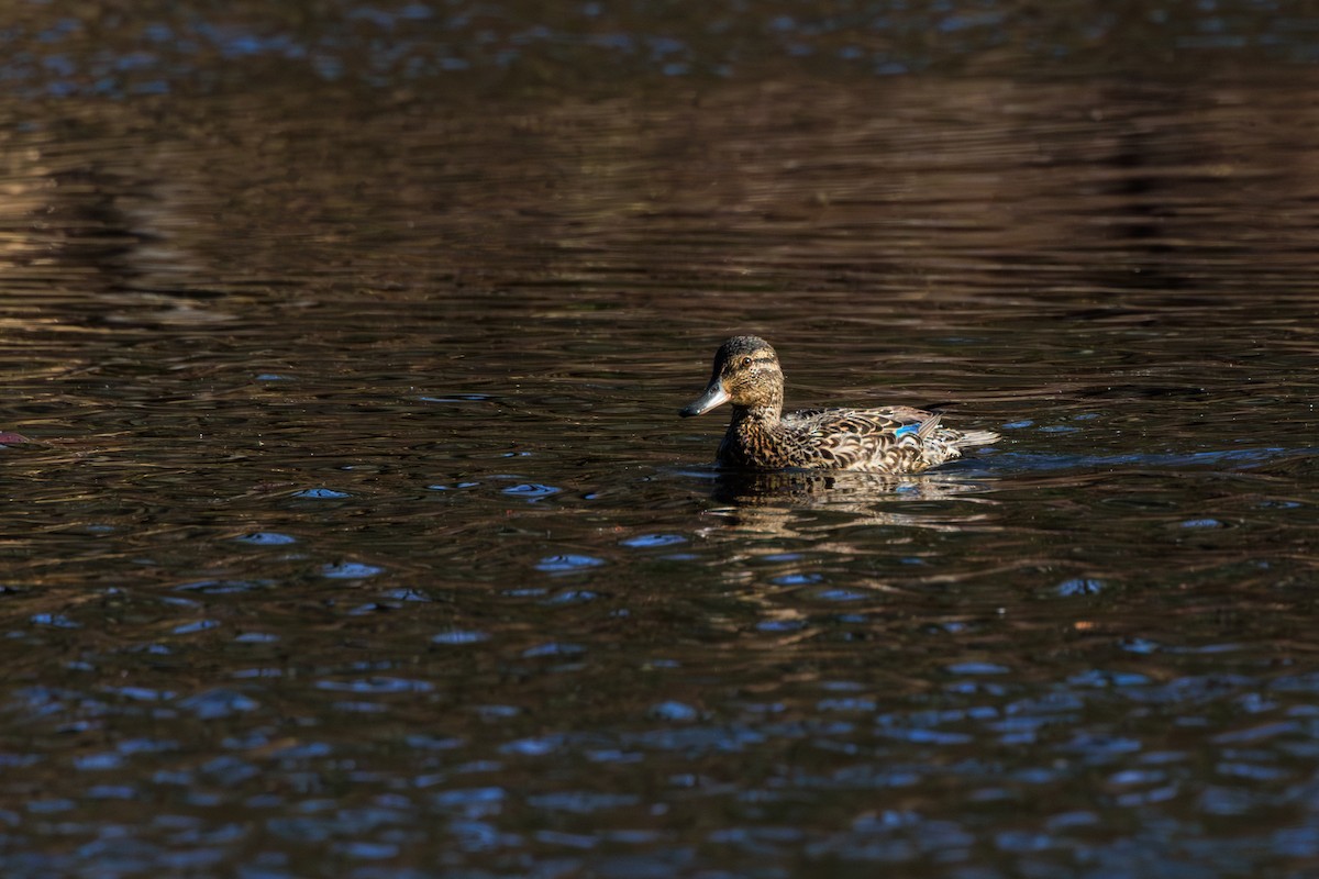 Green-winged Teal - ML623471543