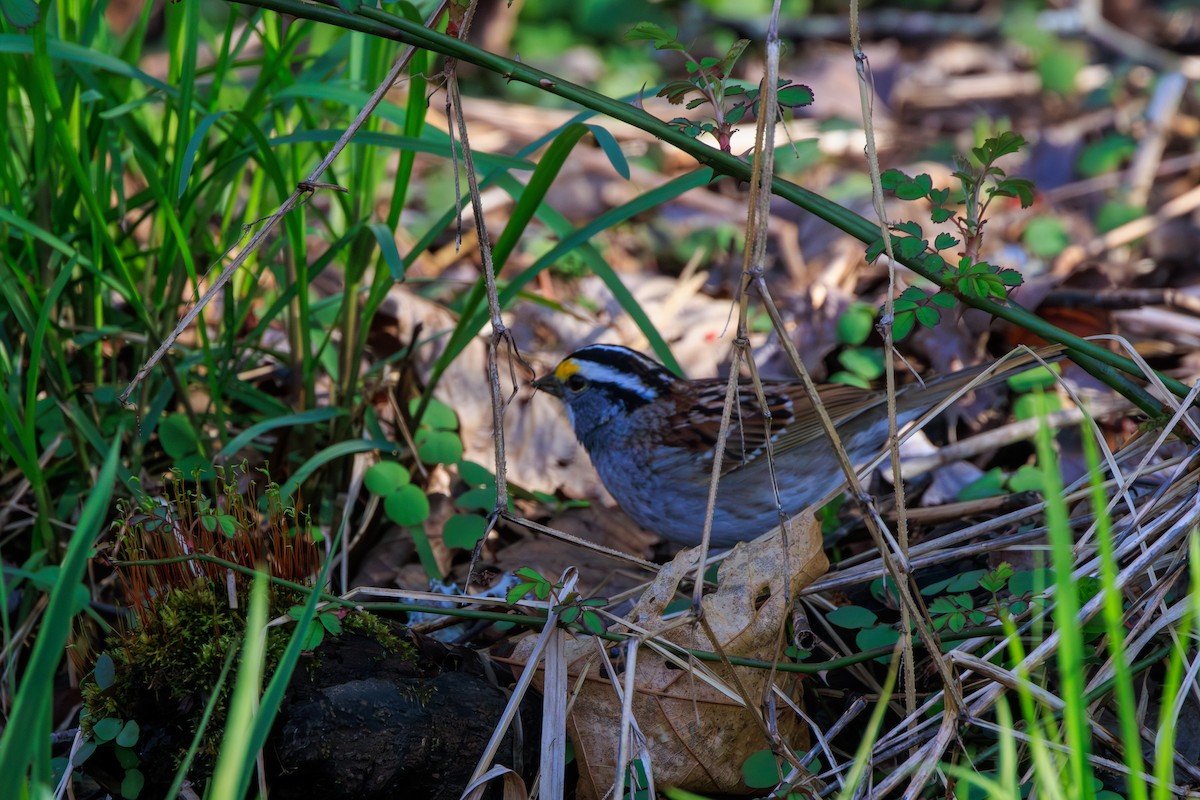 White-throated Sparrow - ML623471565