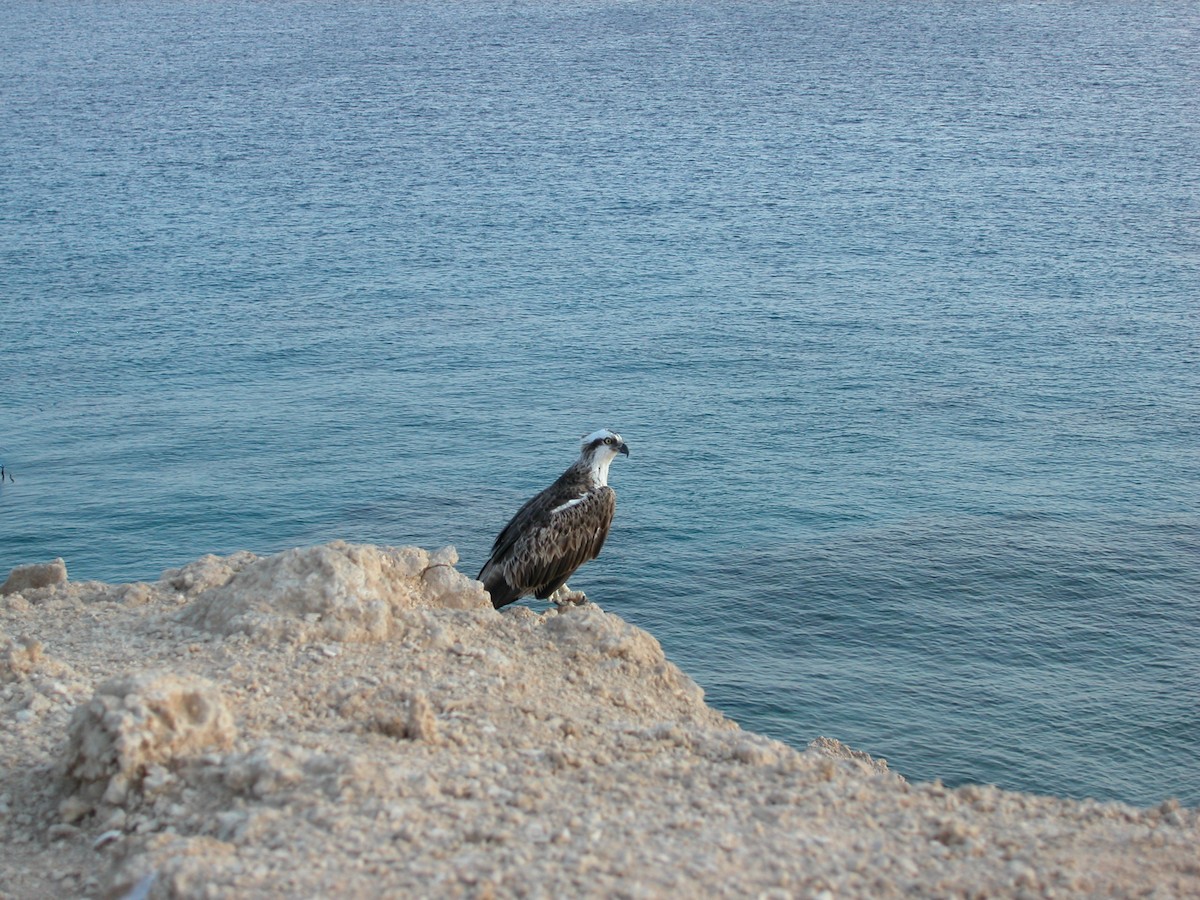 Balbuzard pêcheur (haliaetus) - ML623471573