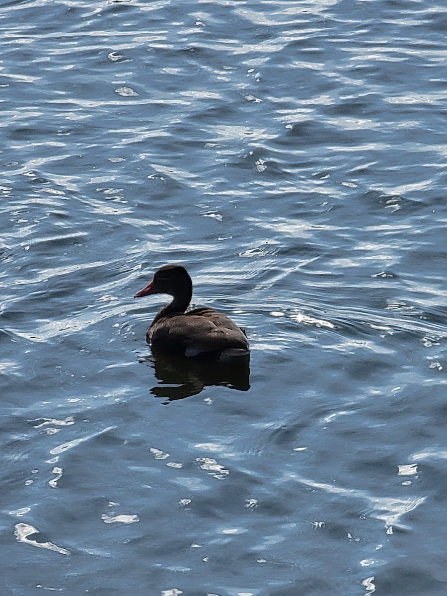 Black-bellied Whistling-Duck - ML623471658