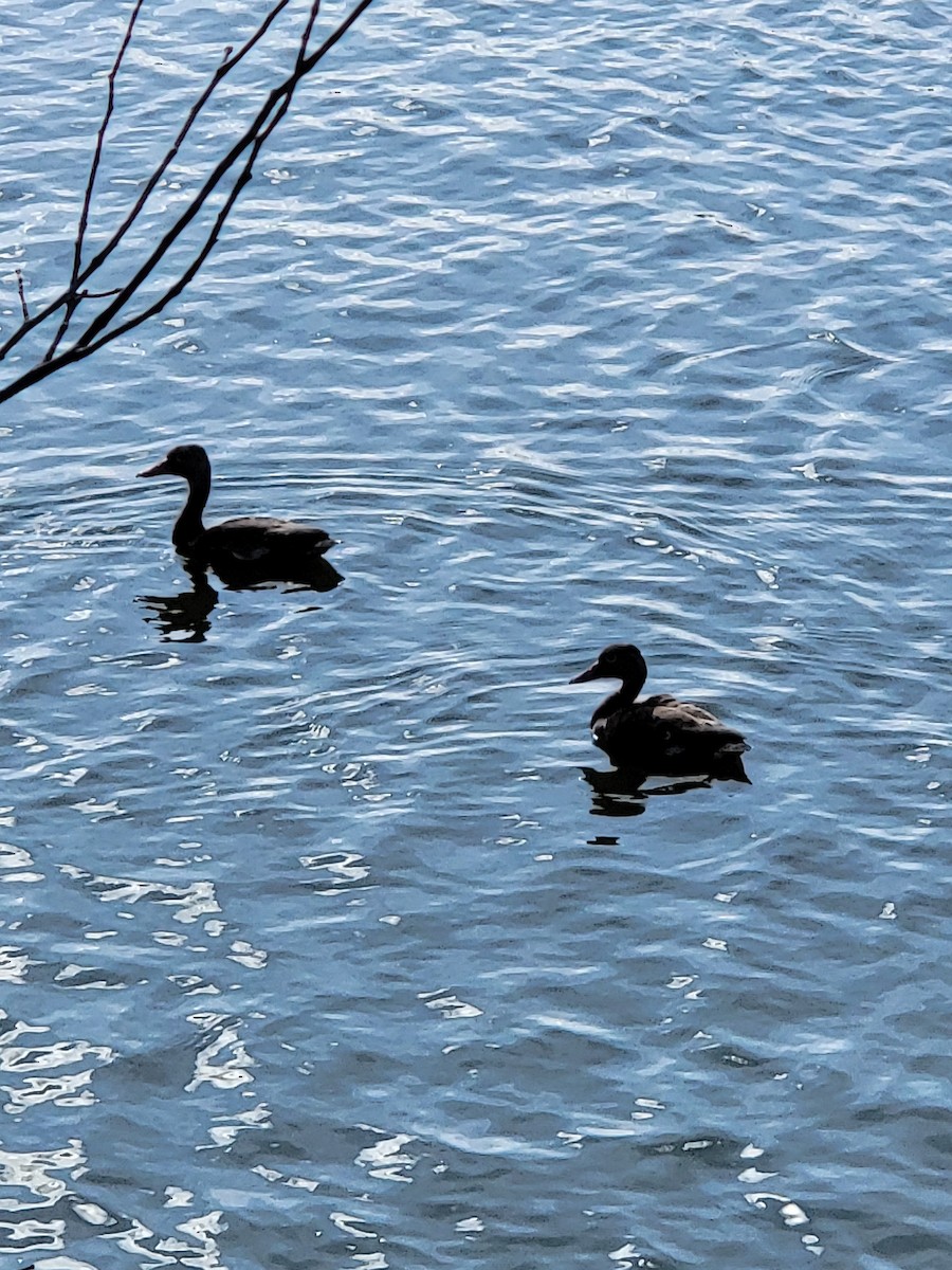 Black-bellied Whistling-Duck - ML623471663