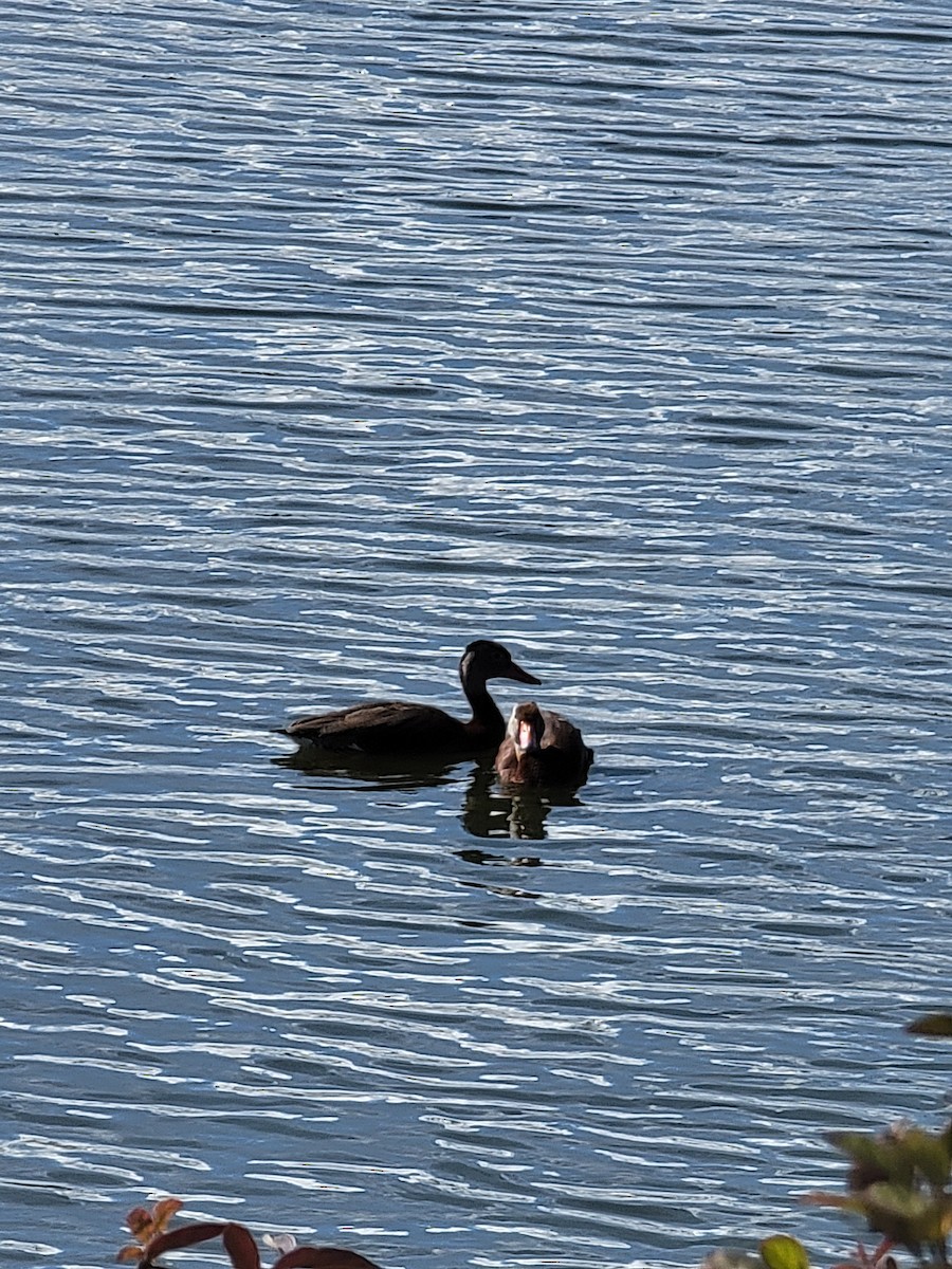 Black-bellied Whistling-Duck - Michael Williams