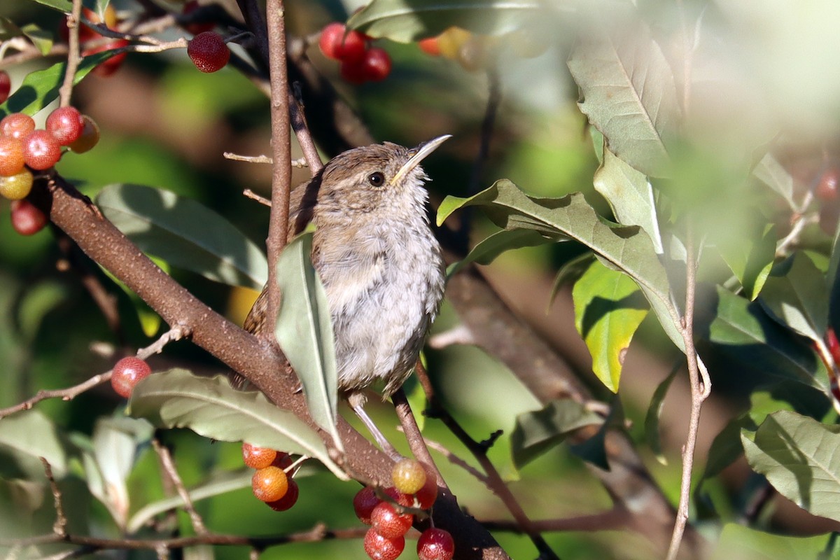 House Wren - ML623471671