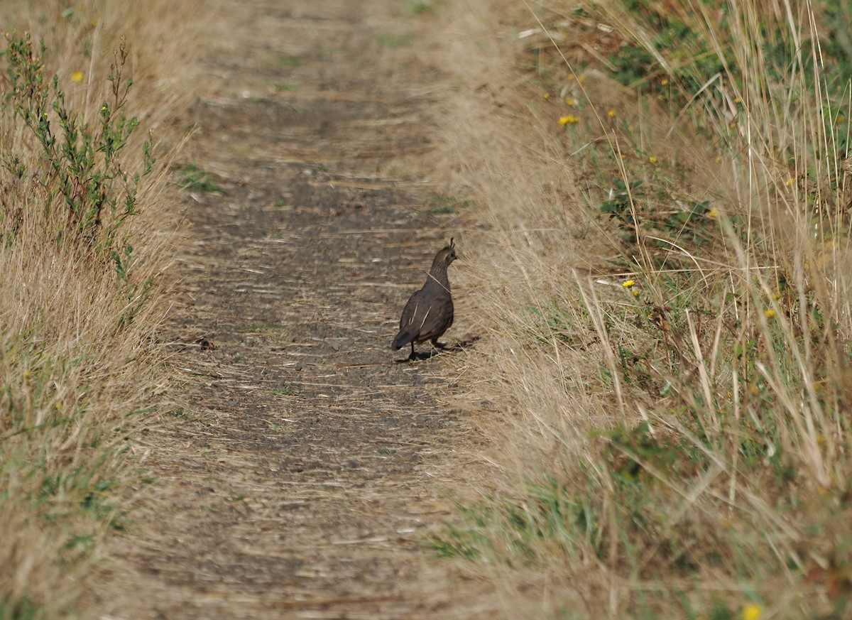 Galeper kaliforniarra - ML623471766