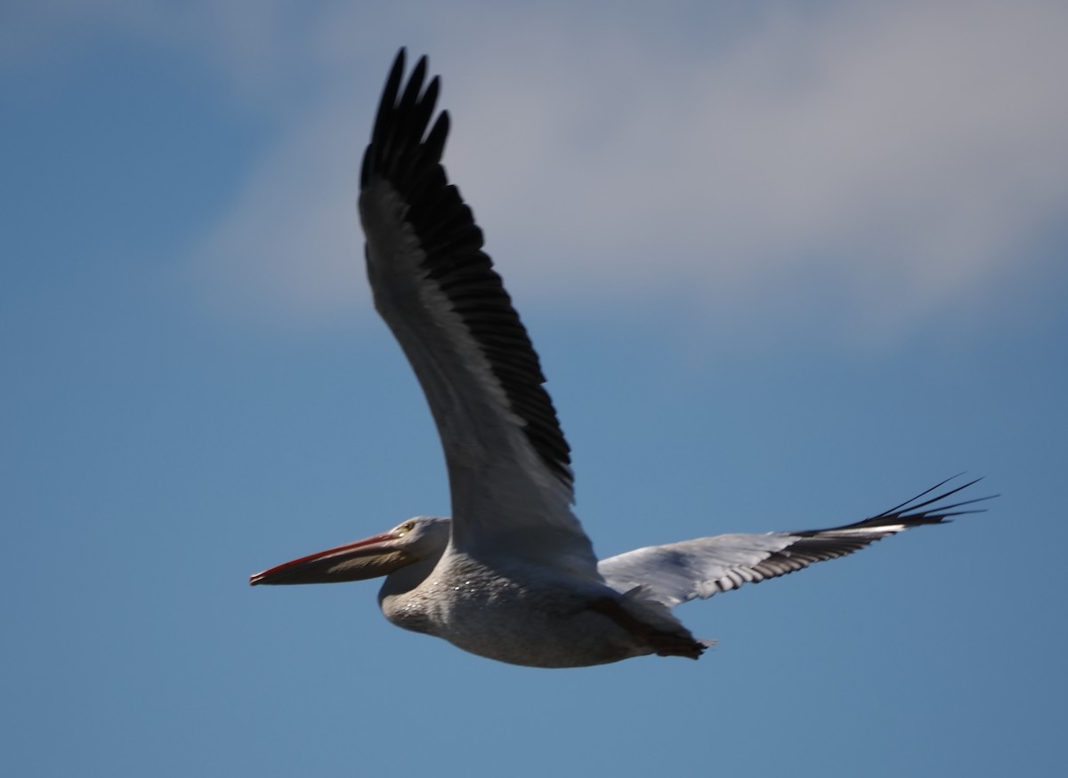 American White Pelican - ML623471794