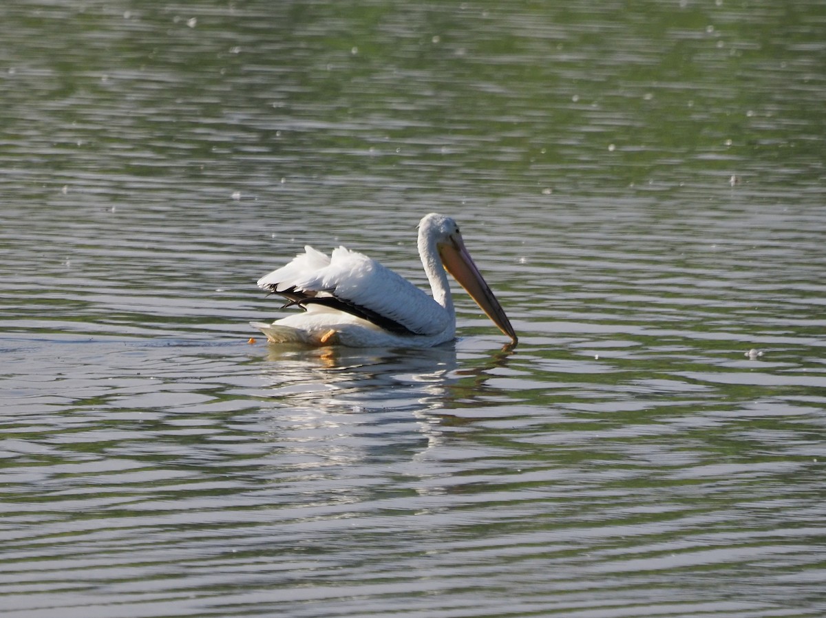 American White Pelican - ML623471795