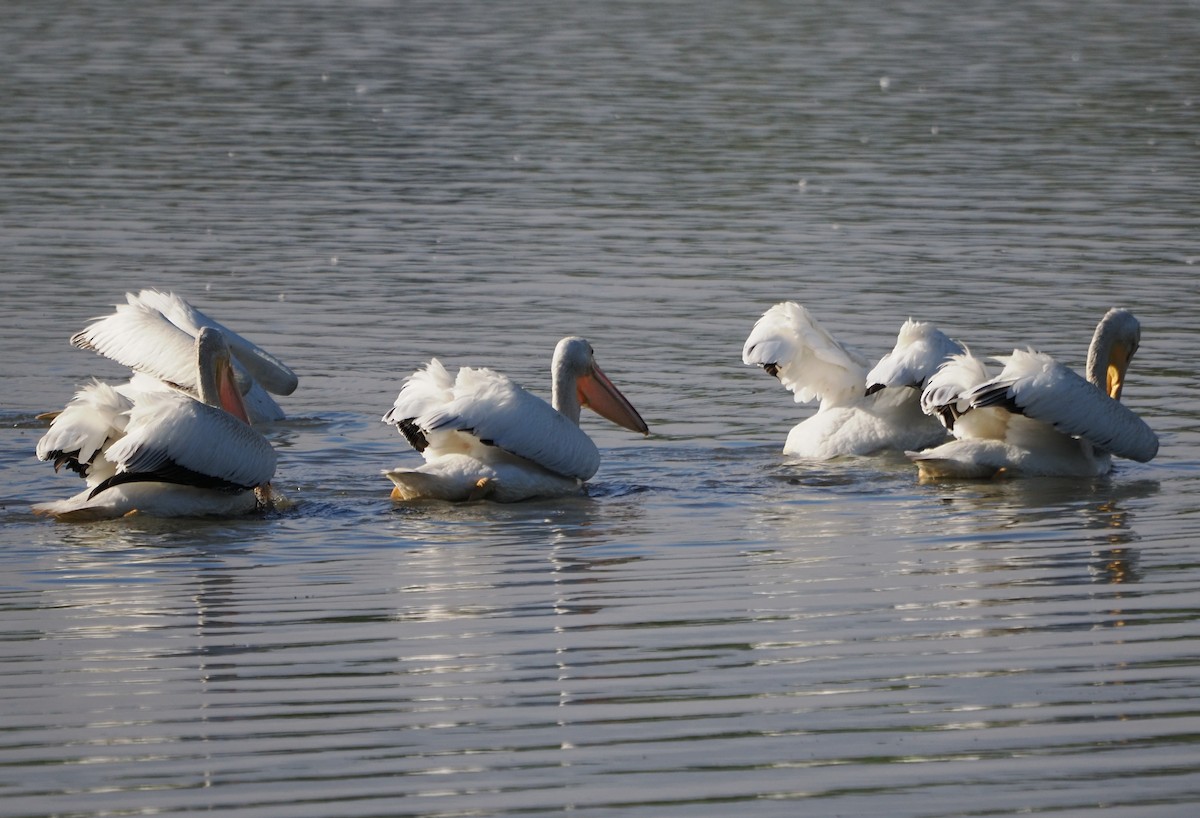 American White Pelican - ML623471796