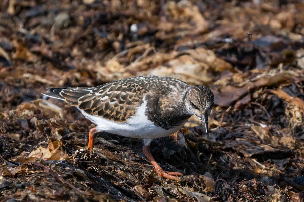 Ruddy Turnstone - ML623471844