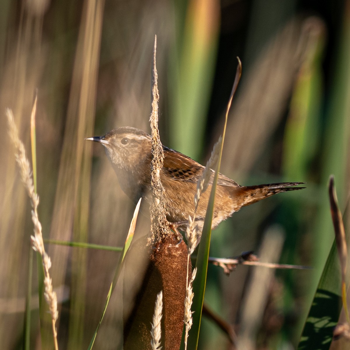 Marsh Wren - ML623471847