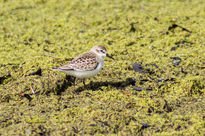 sandsnipe - ML623471886