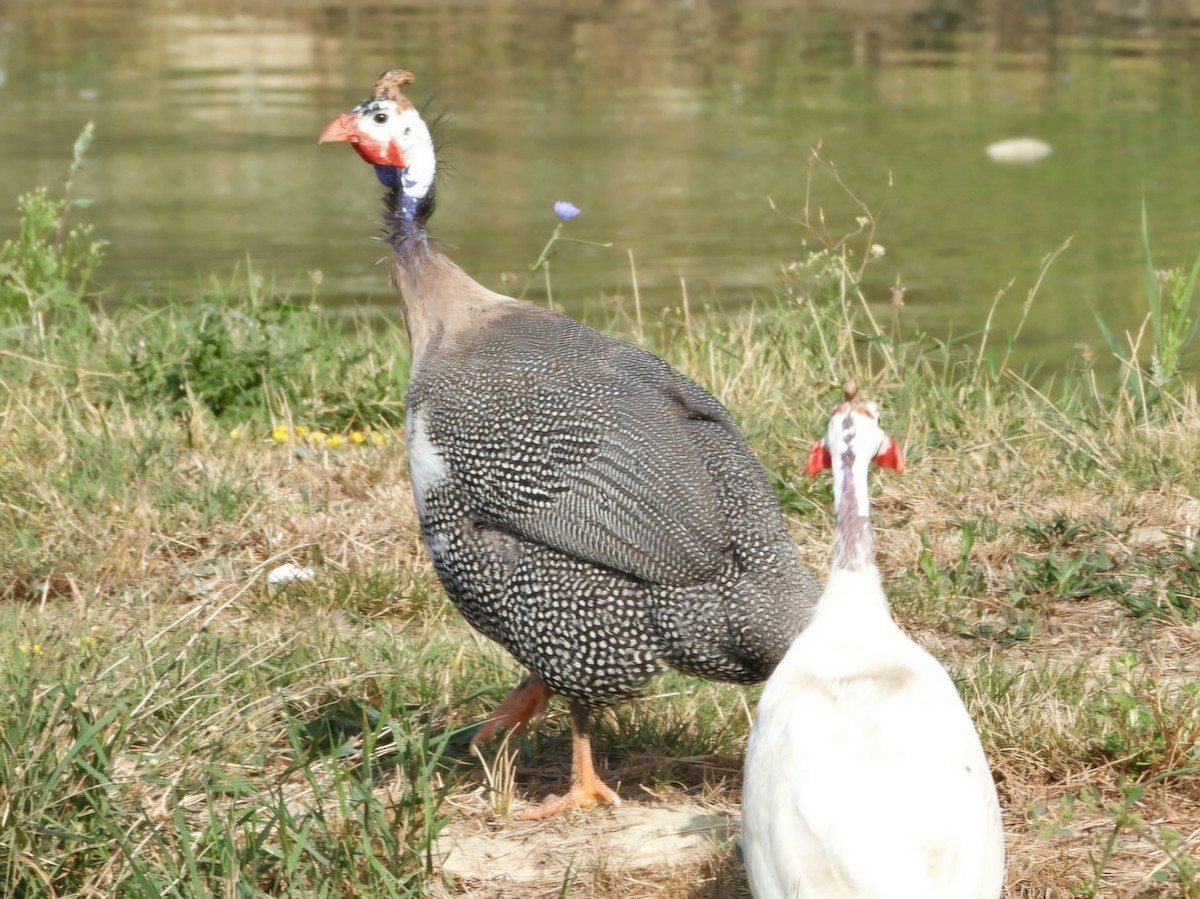 Helmeted Guineafowl (Domestic type) - ML623471915