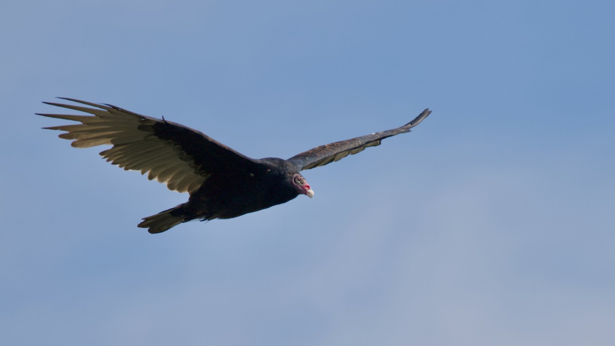 Turkey Vulture - Brian Rusnica