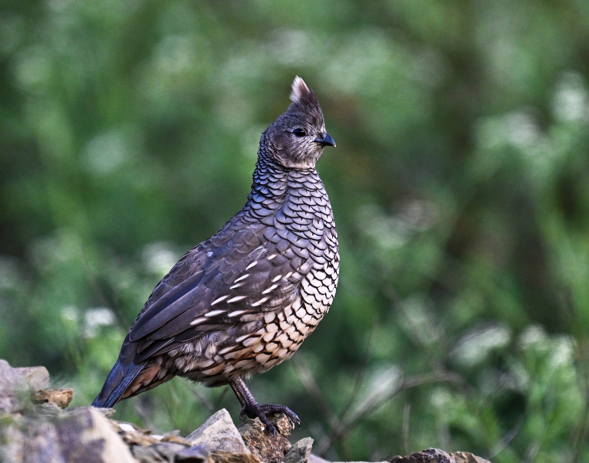 Scaled Quail - Mauricio López