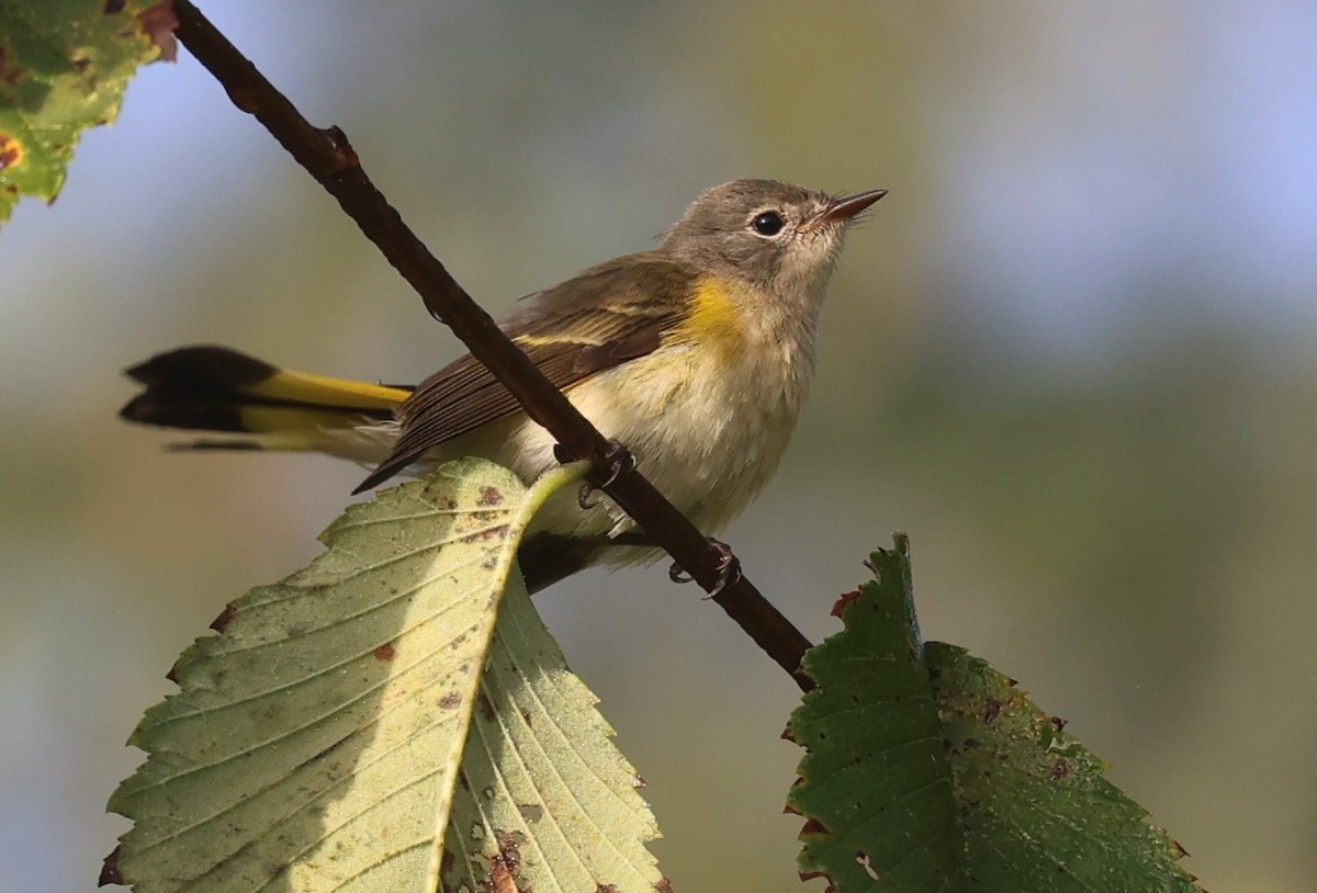 American Redstart - ML623472010