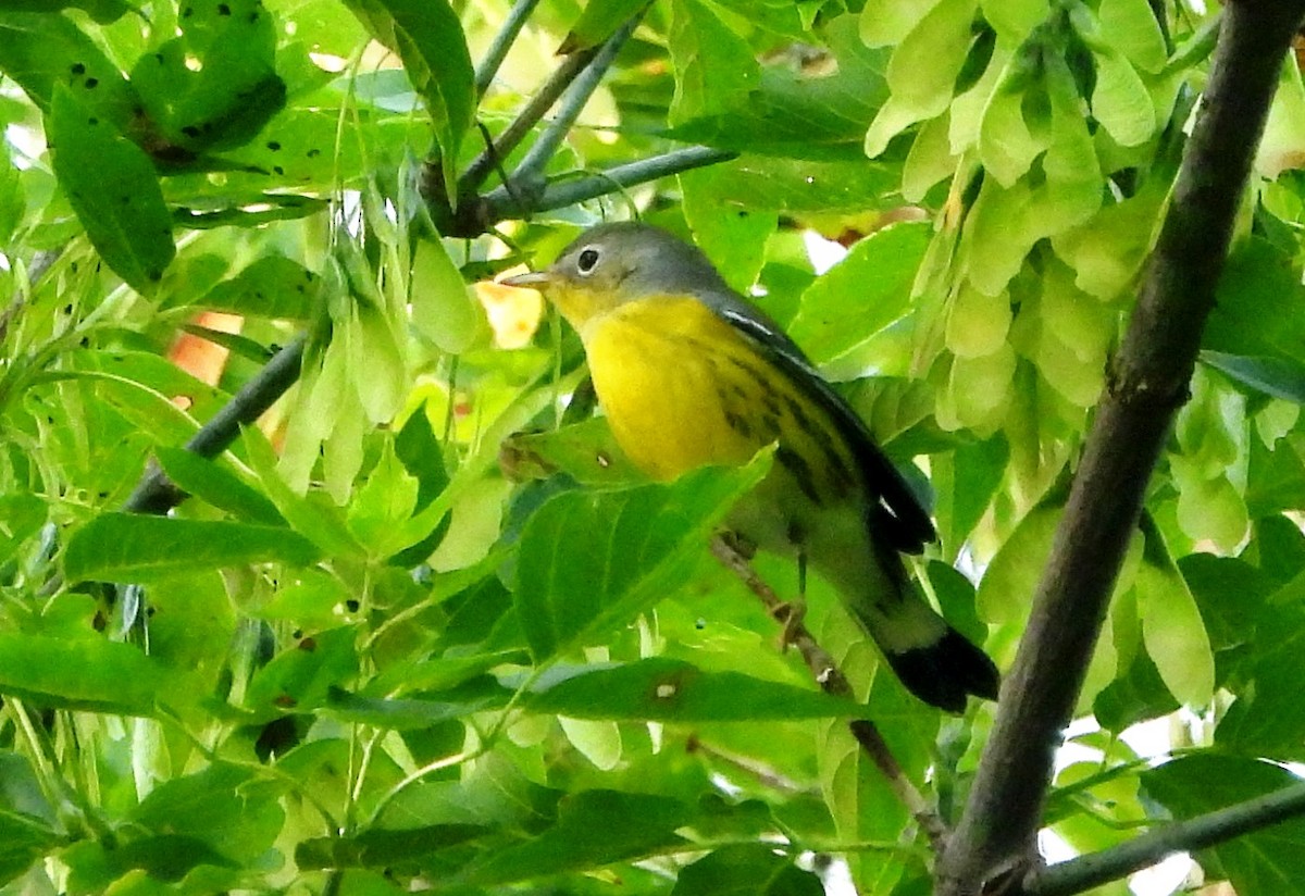 Magnolia Warbler - ML623472016