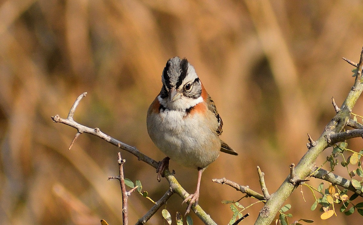 Rufous-collared Sparrow - ML623472036