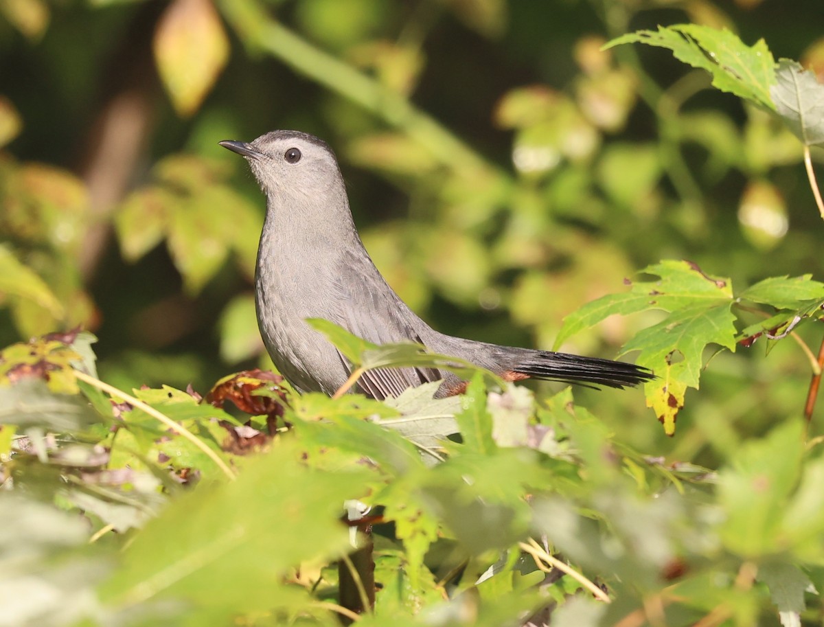 Gray Catbird - ML623472039