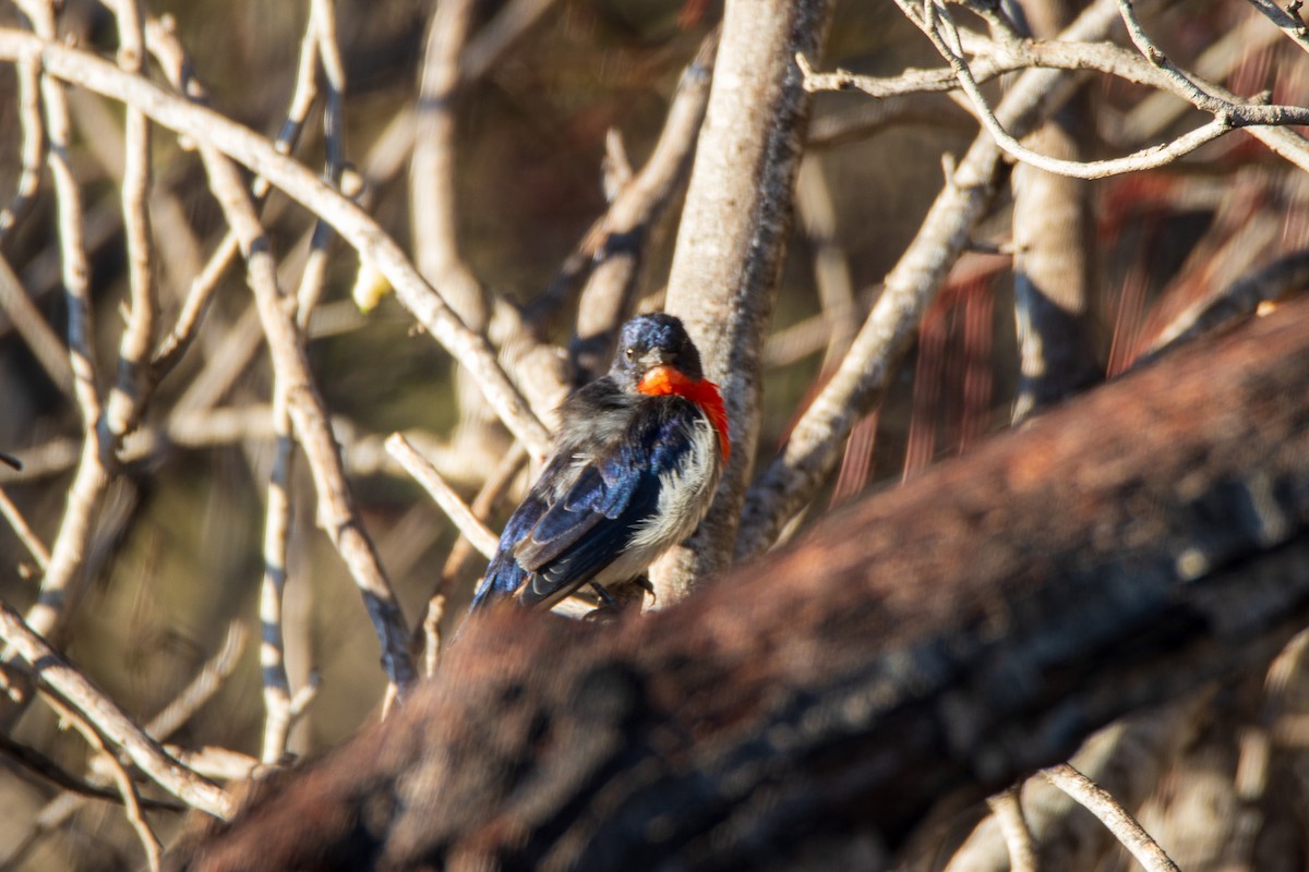 Mistletoebird - ML623472041