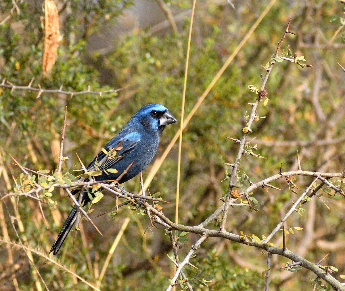 Ultramarine Grosbeak - ML623472052