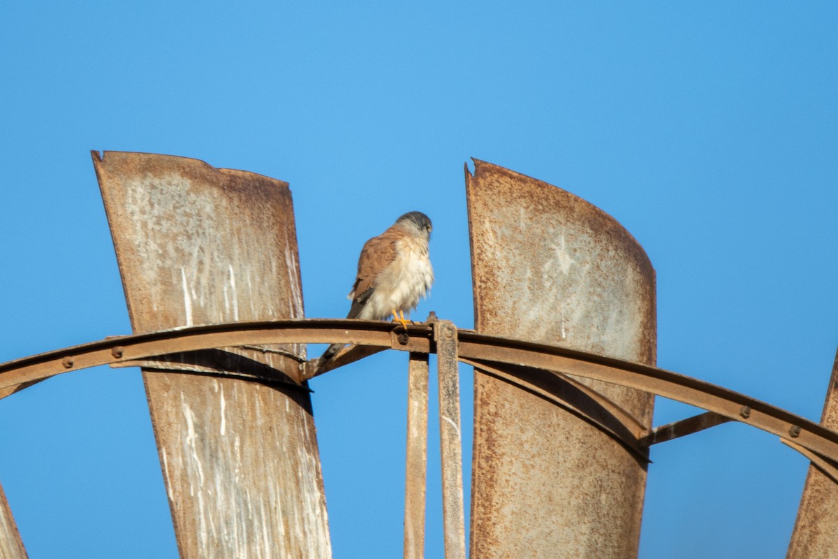 Nankeen Kestrel - ML623472053