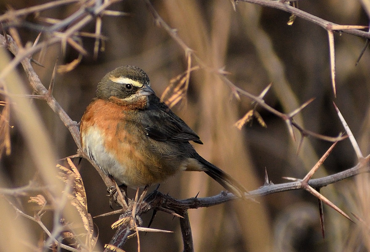 Black-and-chestnut Warbling Finch - ML623472060