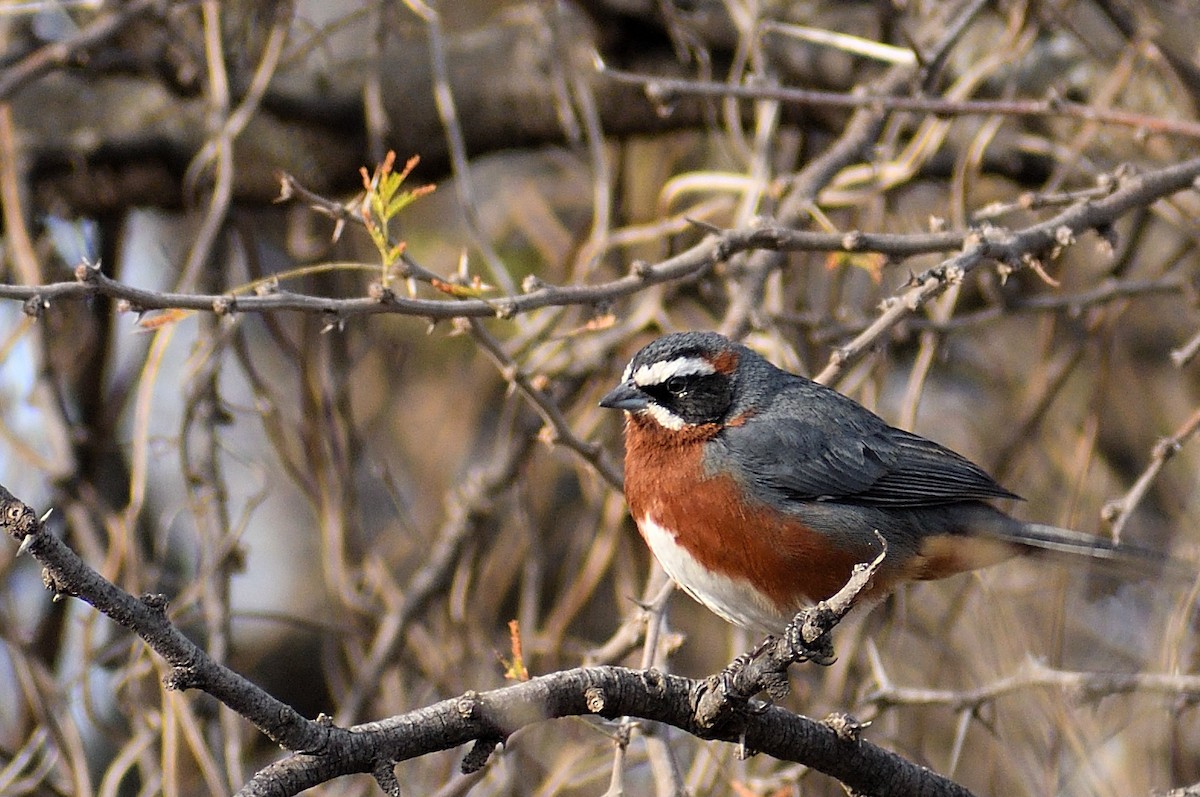 Black-and-chestnut Warbling Finch - ML623472069