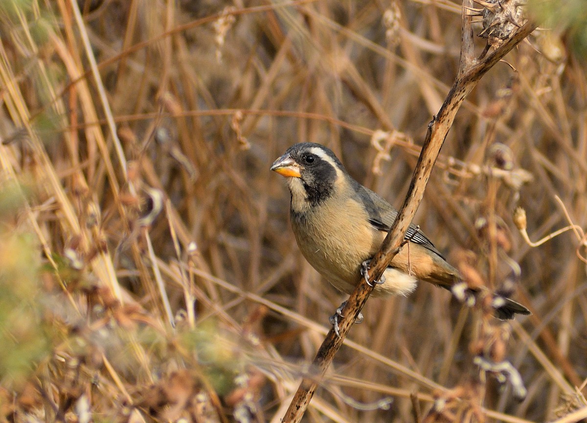 Golden-billed Saltator - ML623472073