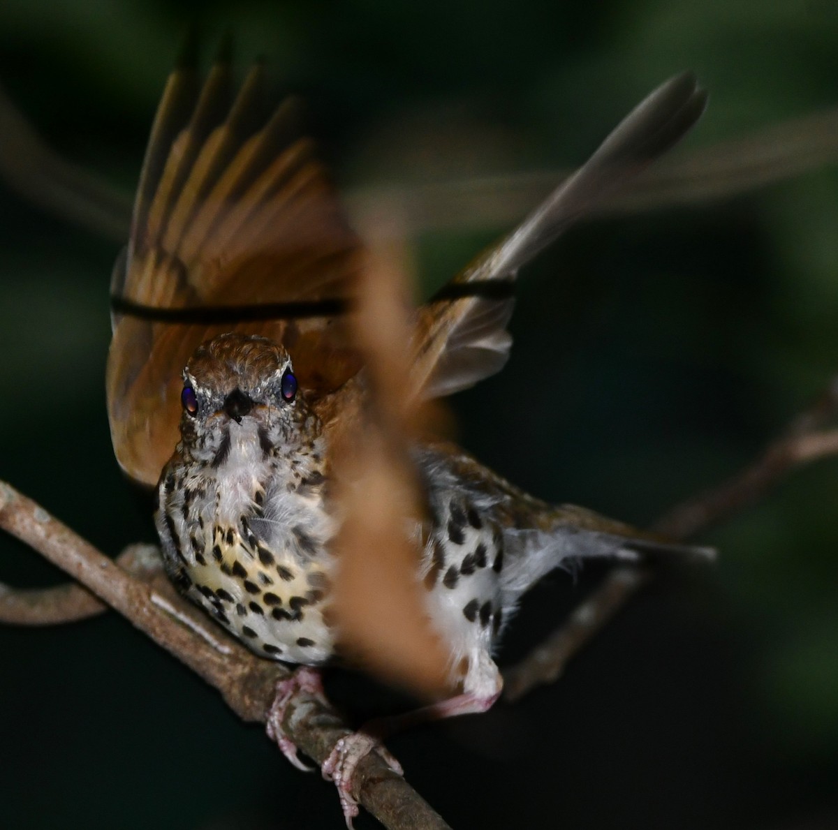 Wood Thrush - Gregory Hartman