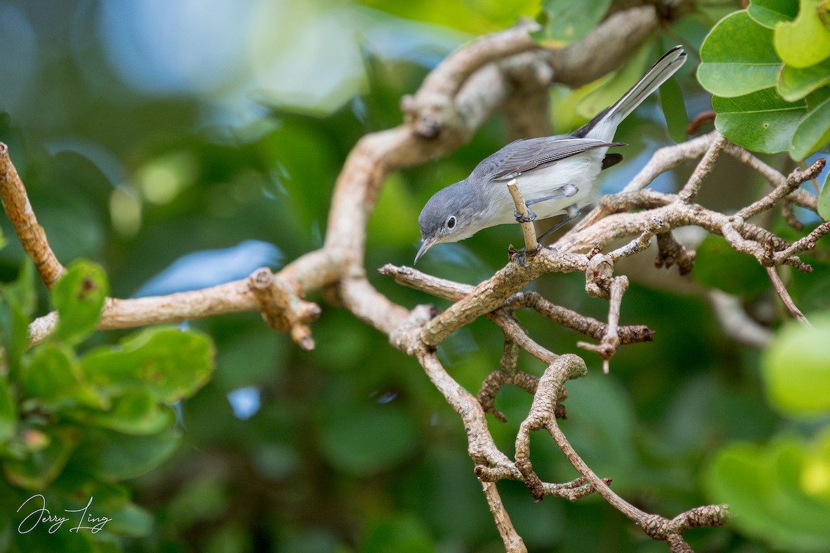 Blue-gray Gnatcatcher - ML623472116