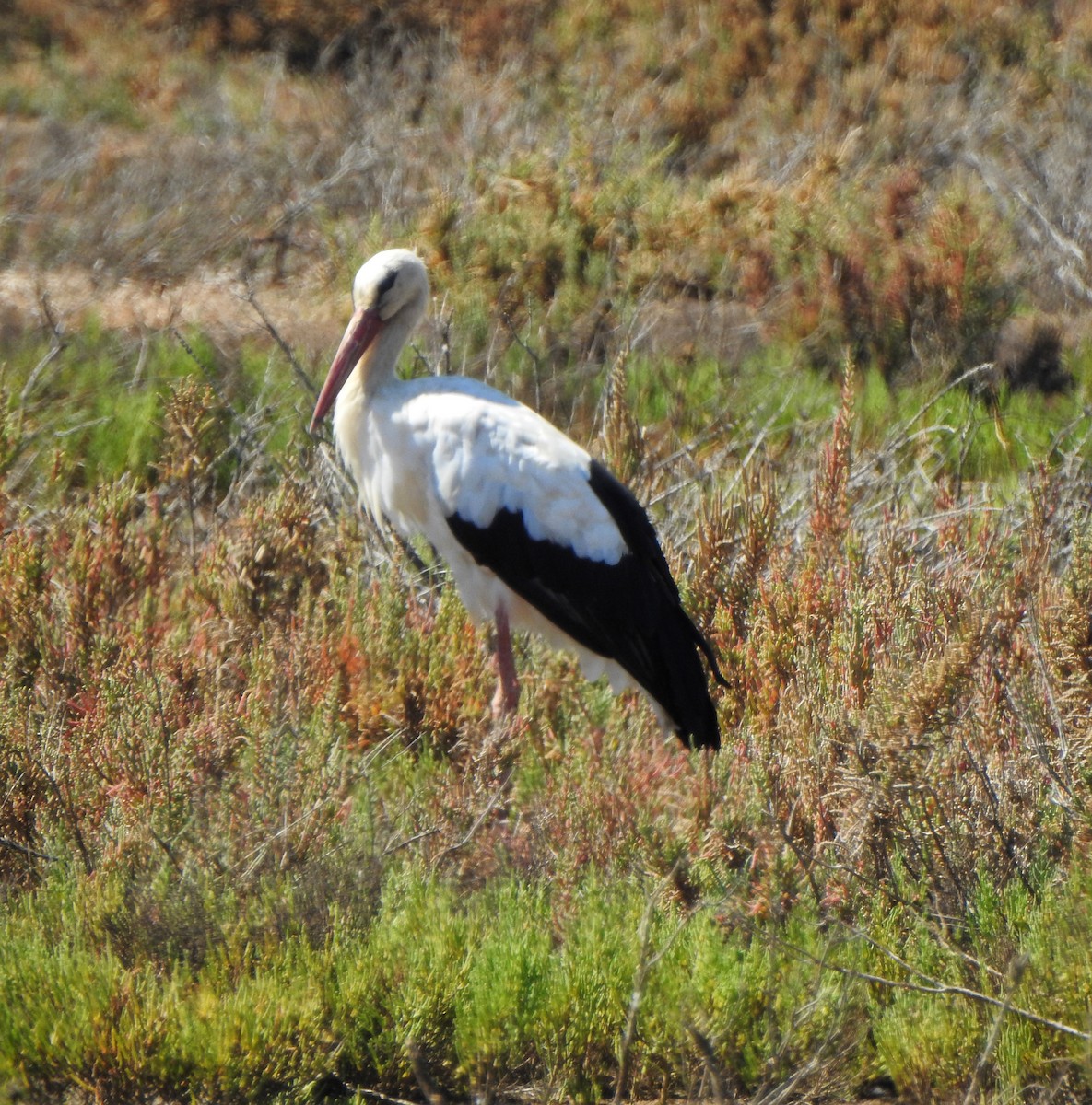 White Stork - ML623472157