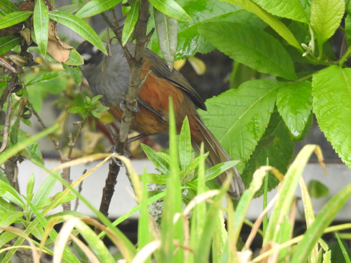 Palani Laughingthrush - ML623472158