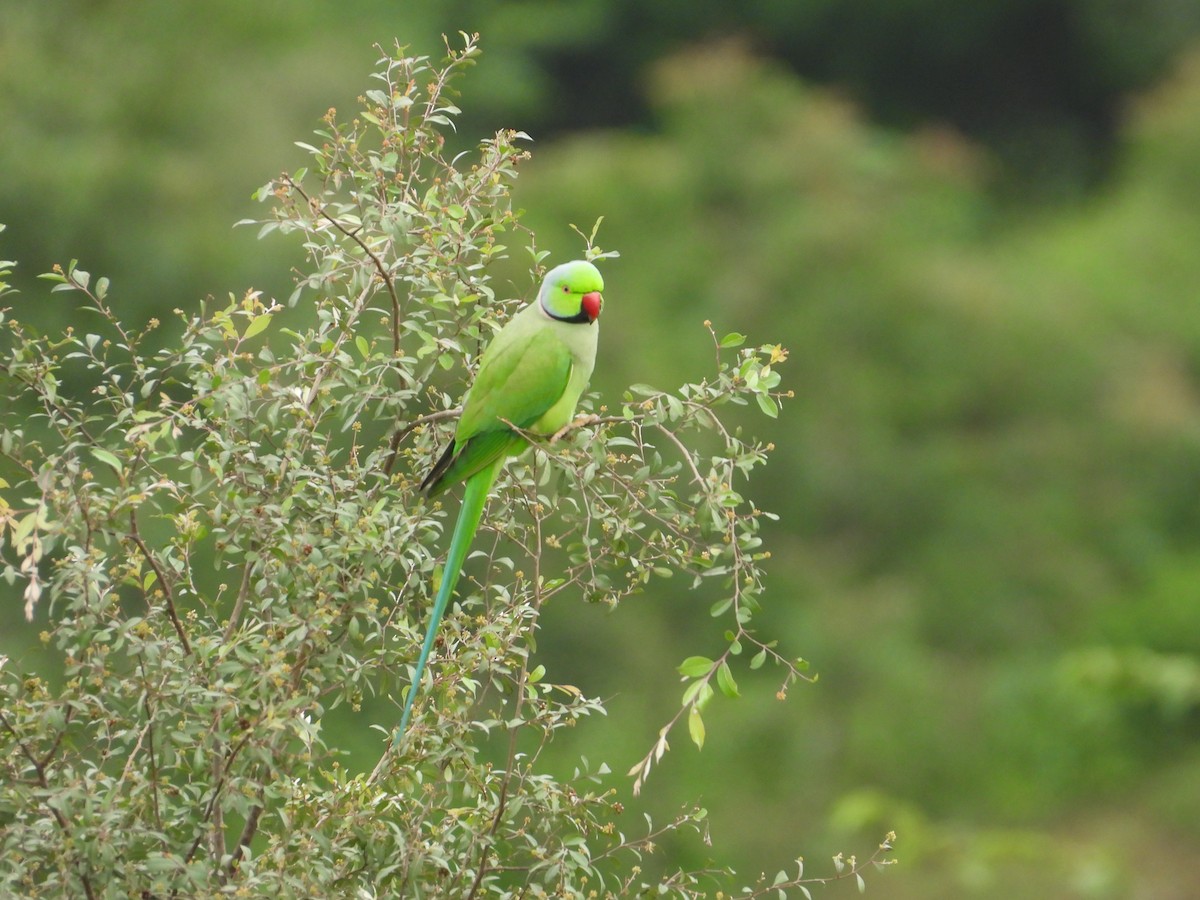 Rose-ringed Parakeet - Vivek Sharma