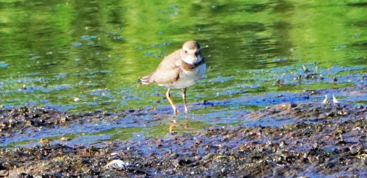 Semipalmated Plover - ML623472228