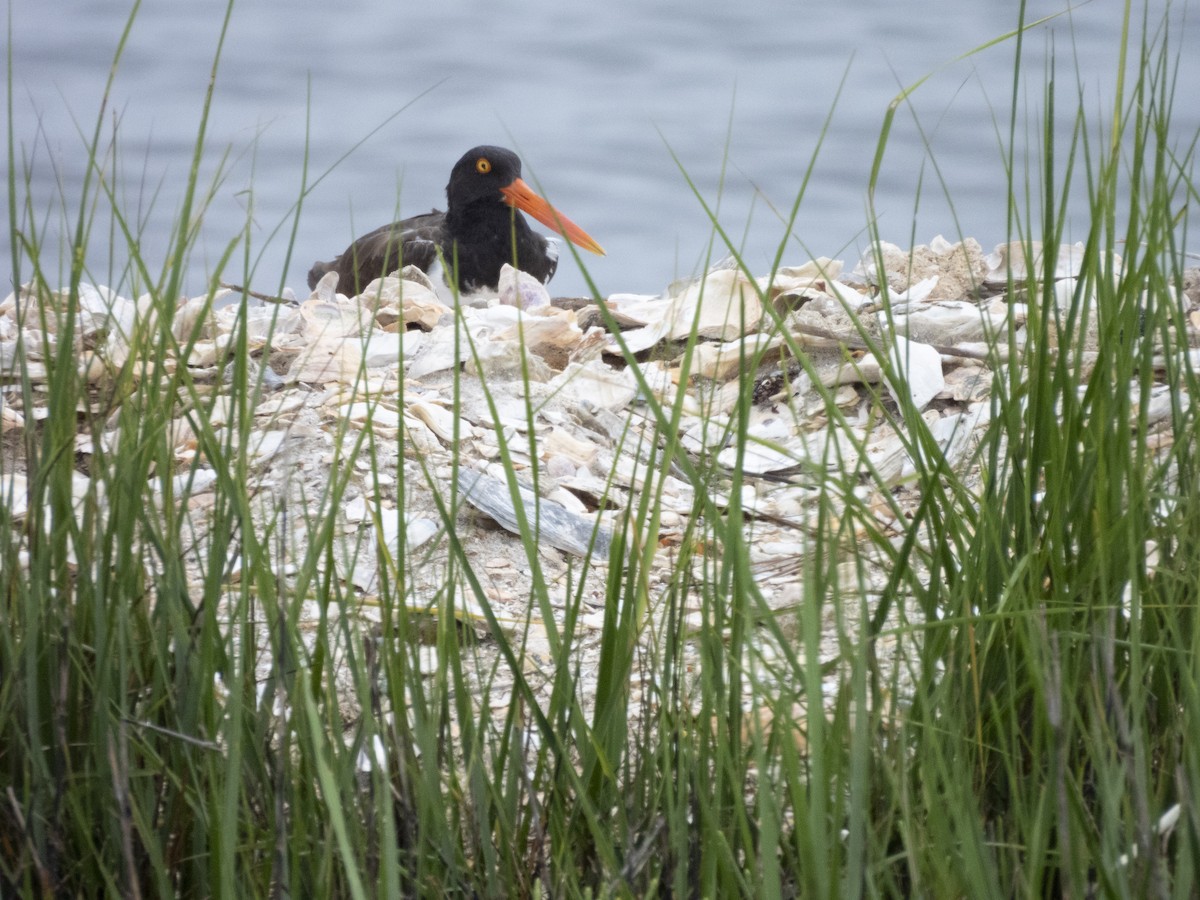 American Oystercatcher - ML623472267