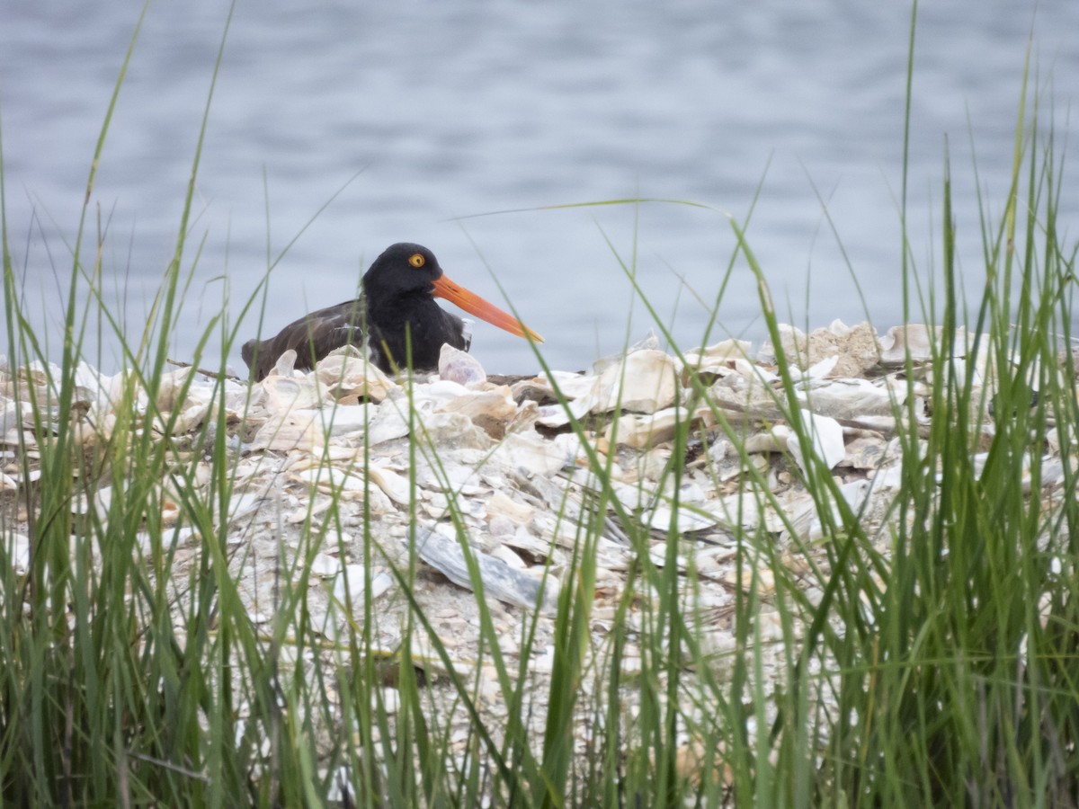 American Oystercatcher - ML623472268