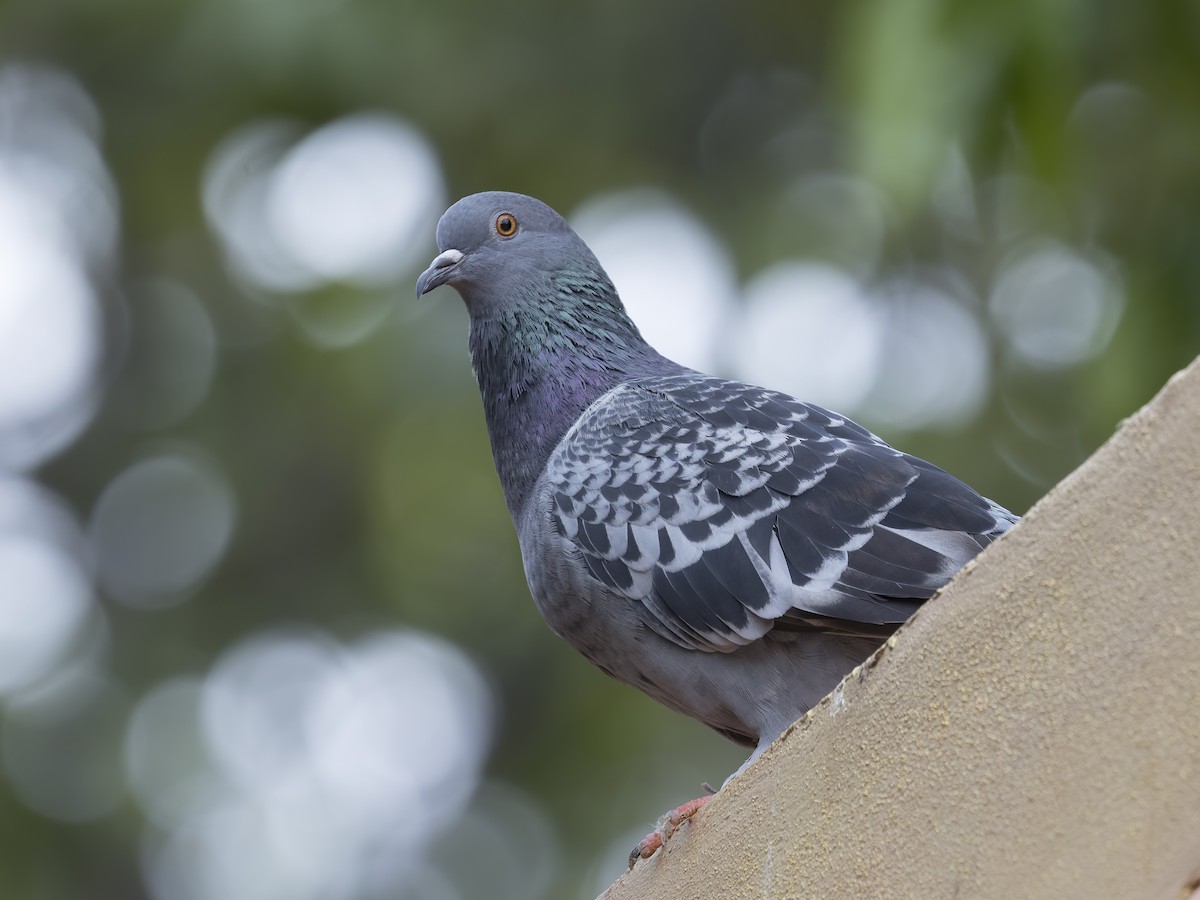 Rock Pigeon (Feral Pigeon) - ML623472274